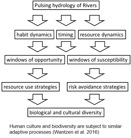 Human culture and biodiversity are subject to similar adaptive processes (Wantzen et al. 2016)